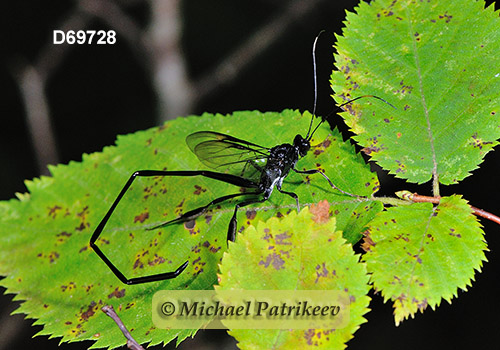 American Pelecinid Wasp (Pelecinus polyturator)
